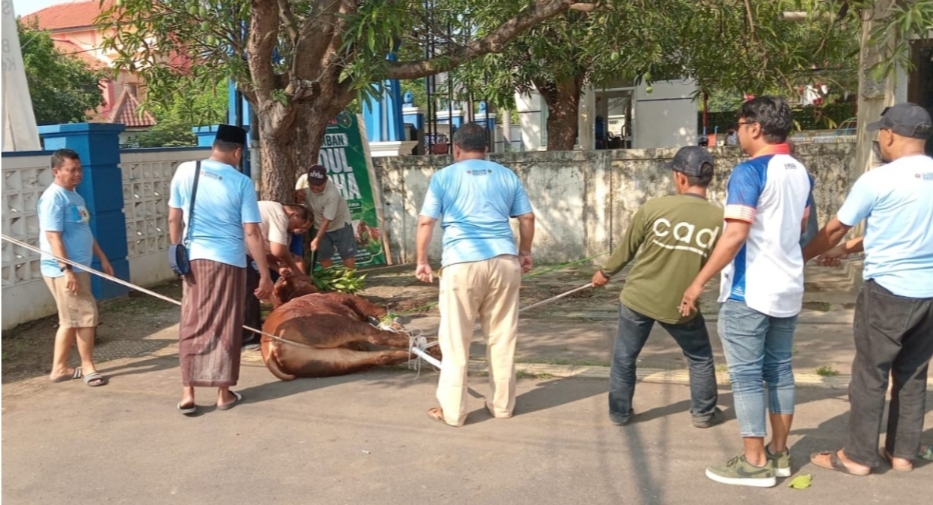 PWI - IKWI INDRAMAYU LAKUKAN QURBAN 1 EKOR SAPI DAN 3 EKOR KAMBING 