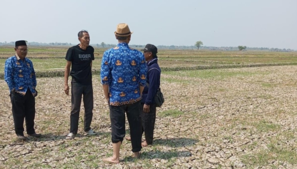 Terancam Gagal Panen, Ribuan Hektar Tanaman Padi di Indramayu Kekeringan 