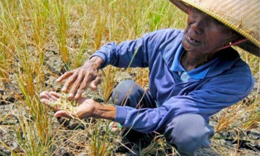KEMARAU PANJANG, RIBUAN HEKTARE TANAMAN PADI DI INDRAMAYU GAGAL PANEN